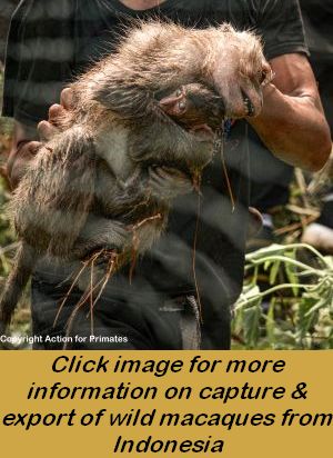 Captured female long-tailed macaque with infant, Indonesia; Action for Primates