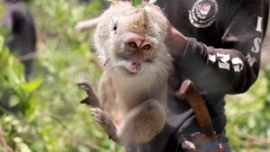 Wild-caught mother long-tailed macaque whose infant had been taken in Indonesia; Action for Primates