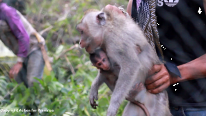 Female long-tailed macaque trapped with her infant in Indonesia; Action for Primates