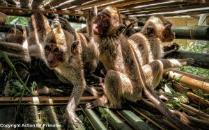 Wild-caught long-tailed macaques in crate, Indonesia; Action for Primates