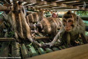 Long-tailed macaques wild-caught in Indonesia; Action for Primates