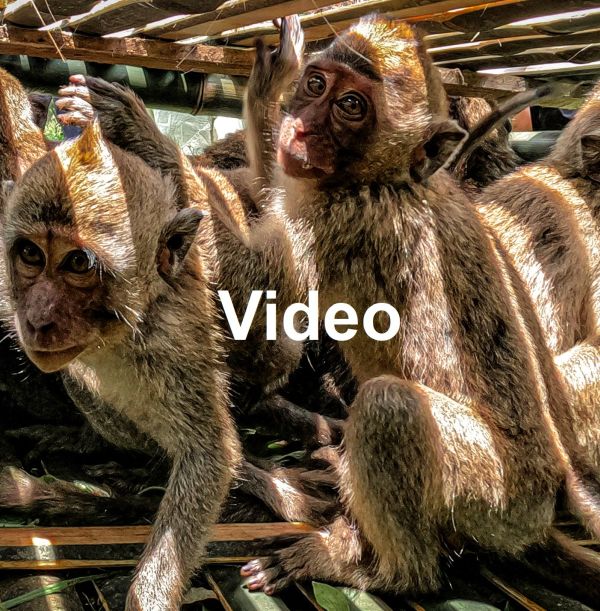 Captured long-tailed macaques in crate, Indonesia; Action for Primates
