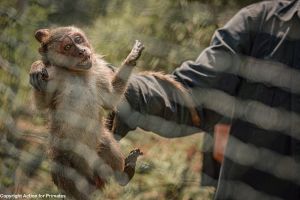 Wild infant long-tailed macaque brutally captured; Action for Primates
