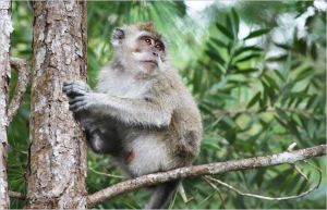 Long-tailed macaque living freely in Mauritius