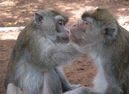 Long-tailed macaques, photo by Sarah Kite