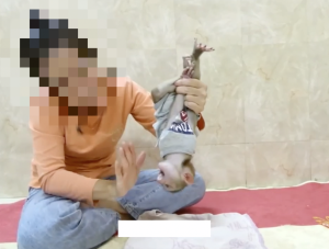 Infant long-tailed macaque abused on YouTube