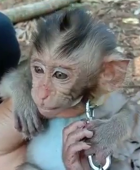 Abused infant long-tailed macaque, social media