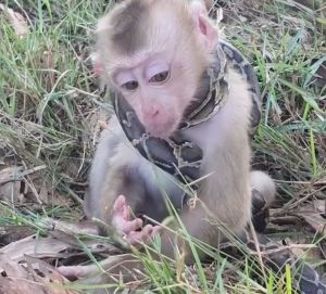 Infant long-tailed macaque with snake around neck, social media