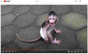 Abused infant long-tailed macaque on YouTube