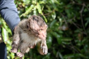 Infant long-tailed macaque captured in Cambodia; Cruelty Free International