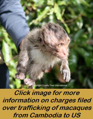 Infant long-tailed macaque trapped in Cambodia; Cruelty Free International
