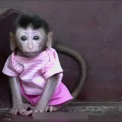 Infant long-tailed macaque kept as 'pet', in human clothes