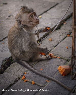 Infant long-tailed macaque in captivity; Animal Friends Jogja/Action for Primates