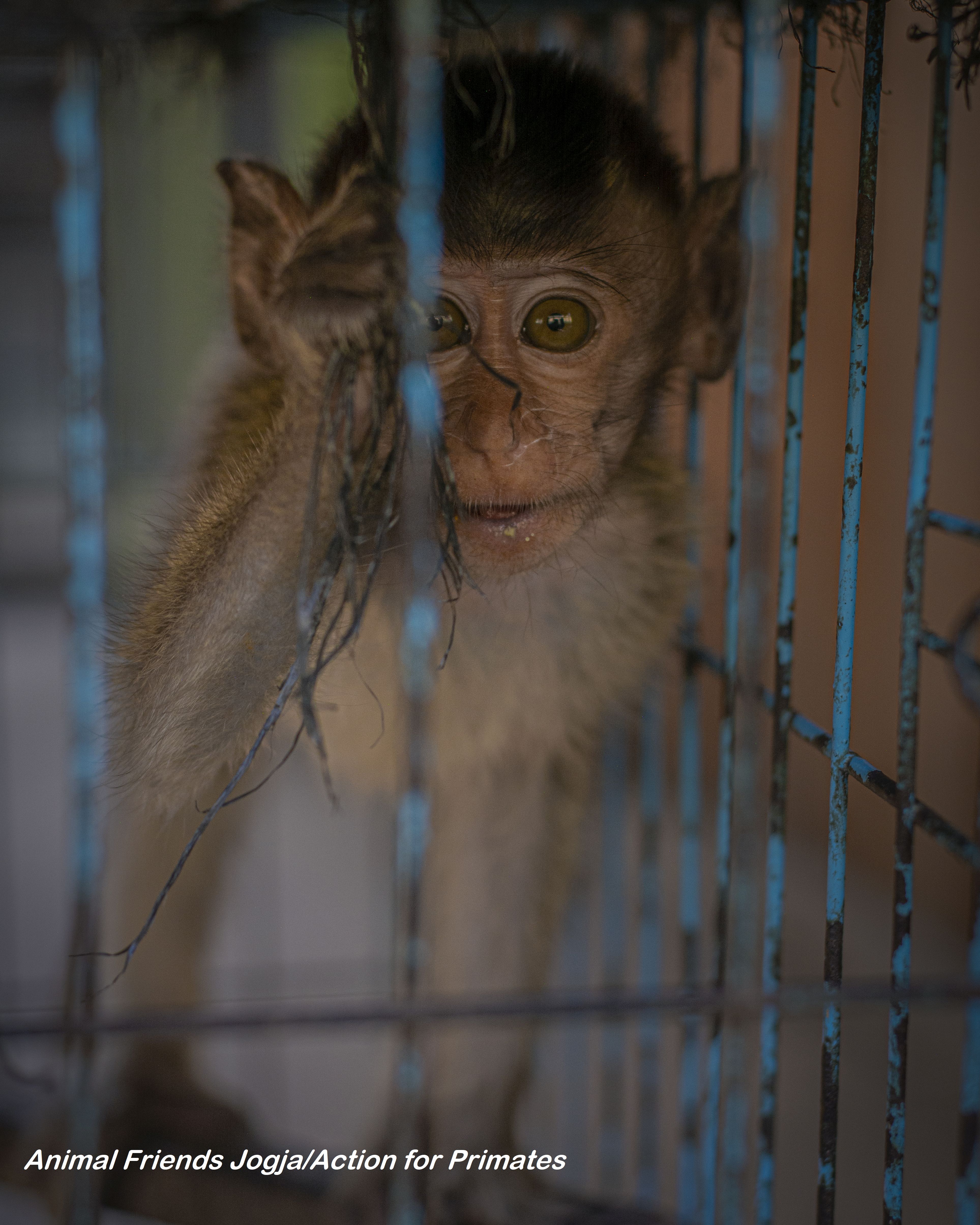 Sint Maarten approves plan to destroy entire population of vervet