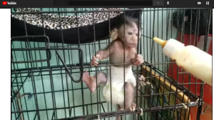 Infant long-tailed macaque in cage on YouTube channel