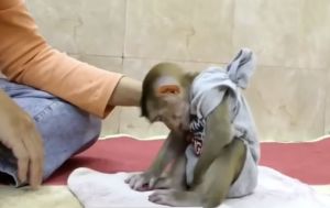 Depressed infant macaque on social media