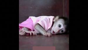 Frightened long-tailed macaque infant on social media