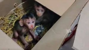 Infant long-tailed macaques in box, from social media