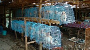 Infant long-tailed macaques for sale on roadside in Indonesia; JAAN/Sumatra Wildlife Center