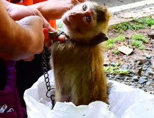 Long-tailed macaque juvenile chained at Angkor Wat, social media