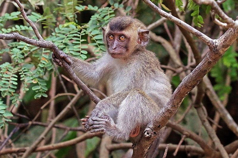 Juvenile long-tailed macaque in Borneo; Charles J. Sharp
