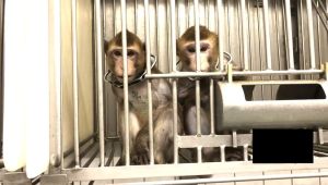 Long-tailed macaques in a laboratory; SOKO Tierschutz/Cruelty Free International