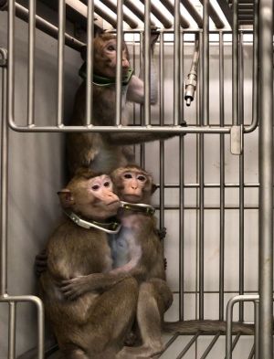 Long-tailed macaques in laboratory; SOKO Tierschutz and Cruelty Free International