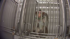 Long-tailed macaque in laboratory; SOKO Tierschutz and Cruelty Free International