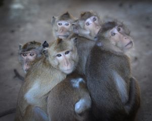 Long-tailed macaques at a breeding farm; Jo-Anne McArthur / We Animals
