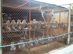 Long-tailed macaques in Laos breeding farm; Cruelty Free International