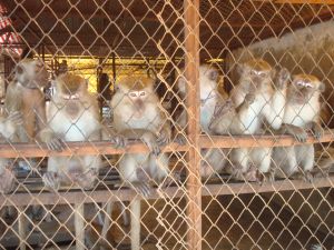 Long-tailed macaques, breeding farm, Lao PDR; Cruelty Free International