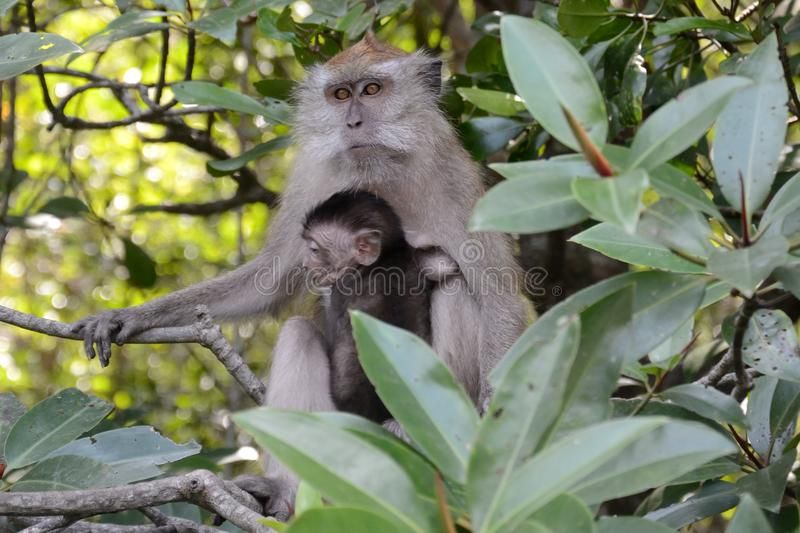 A monkey helped harvest and husking the coconut. Long-tailed monkeys or  long-tailed macaque in Pariaman, not just animals that live in the wild,  but these monkeys are also utilized by the local