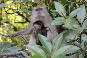 Long-tailed macaques, mother and child, Malaysia; Attila Jandi on Dreamstime