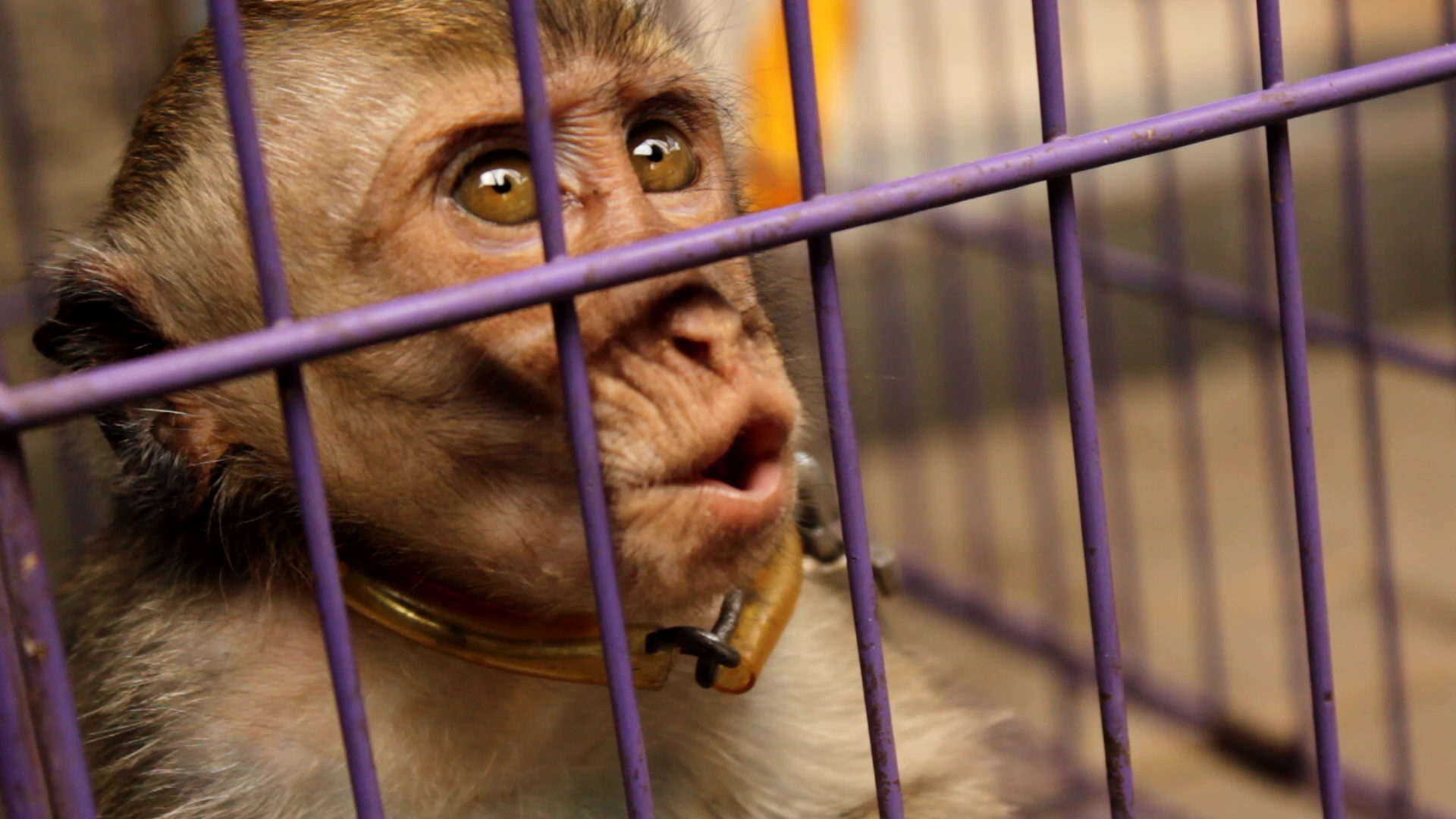 Long-tailed macaque infant in captivity; Action for Primates