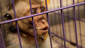 Long-tailed macaque in captivity, Indonesia