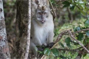 Long-tailed macaque living freely in Mauritius; Action for Primates