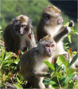 Long-tailed macaques living freely in Mauritius