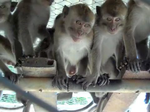 Young long-tailed macaques in Mauritius breeding facility; Cruelty Free International