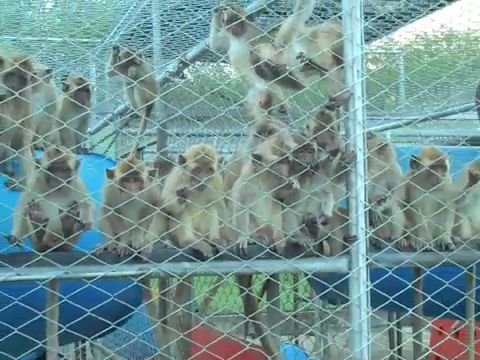 Long-tailed macaques in Mauritius breeding facility; Cruelty Free International