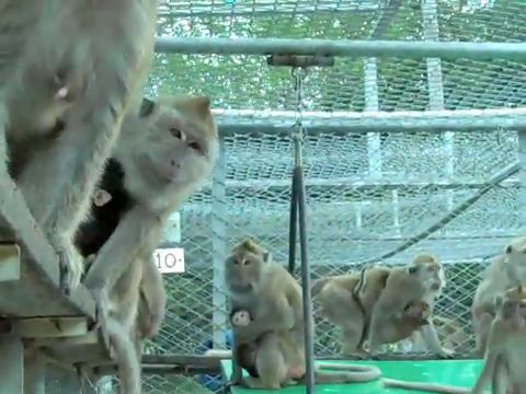 Long-tailed macaques imprisoned on a Mauritius monkey farm; Cruelty Free International
