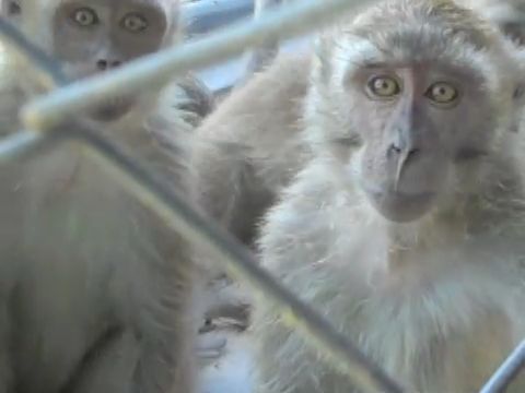 Long-tailed macaques in Mauritius monkey farm; Cruelty Free International