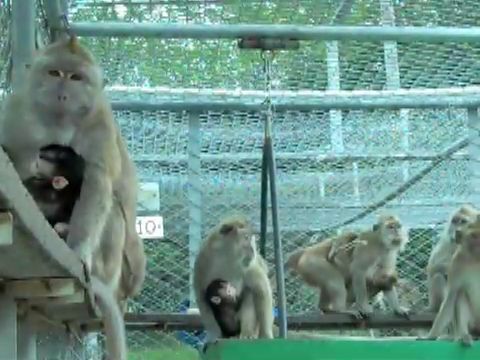 Mother and infant long-tailed macaques on Mauritius monkey farm; Cruelty Free International