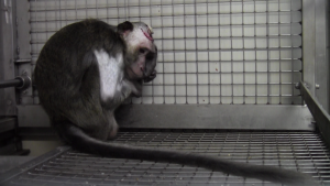 Long-tailed macaque who had had a craniotomy; SOKO Tierschutz/Cruelty Free International