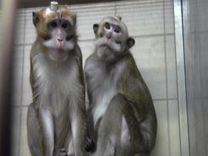 Long-tailed macaques with head posts; SOKO Tierschutz/Cruelty Free International