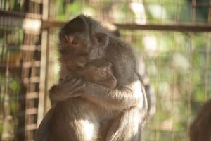 Long-tailed macaque Mini, rescued from torture, with foster mum, following BBC investigation, Indonesia; JAAN/Sumatra Wildlife Center