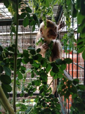 Mona, rescued long-tailed macaque; Jakarta Animal Aid Network