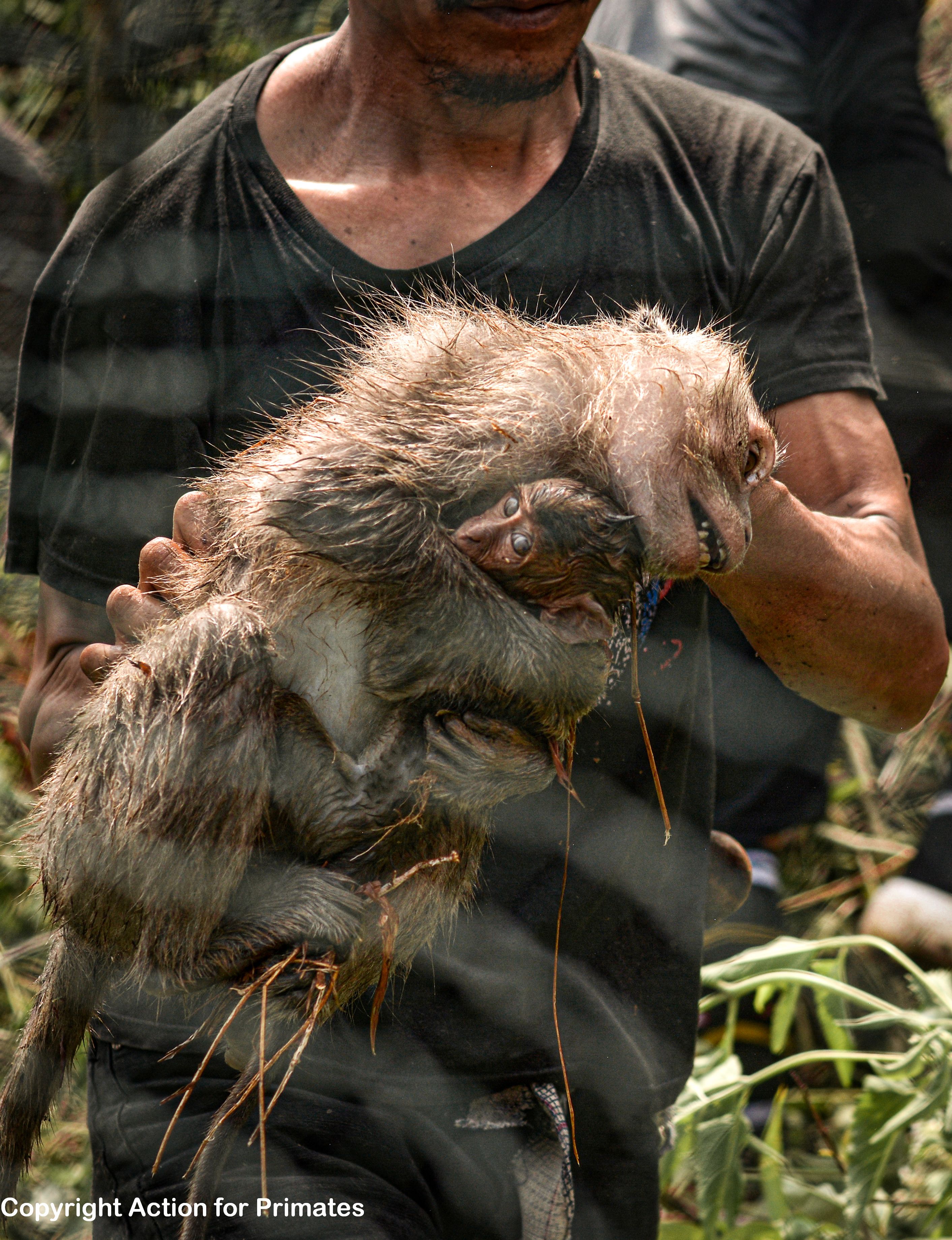 Sint Maarten approves plan to destroy entire population of vervet