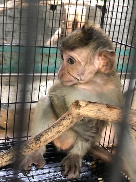 Infant long-tailed macaque in Pramuka animal market, Indonesia; JAAN/Sumatra Wildlife Center