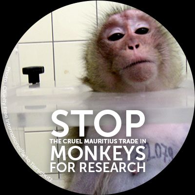 Mauritius - Stop Shipping Monkeys