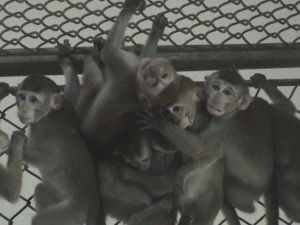 Long-tailed macaques in Indonesian research facility; Cruelty Free International